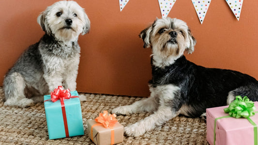 Custom gifts for dogs: When personalization becomes a language of care