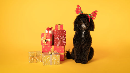 Custom gifts for dogs: Because they’re not just pets