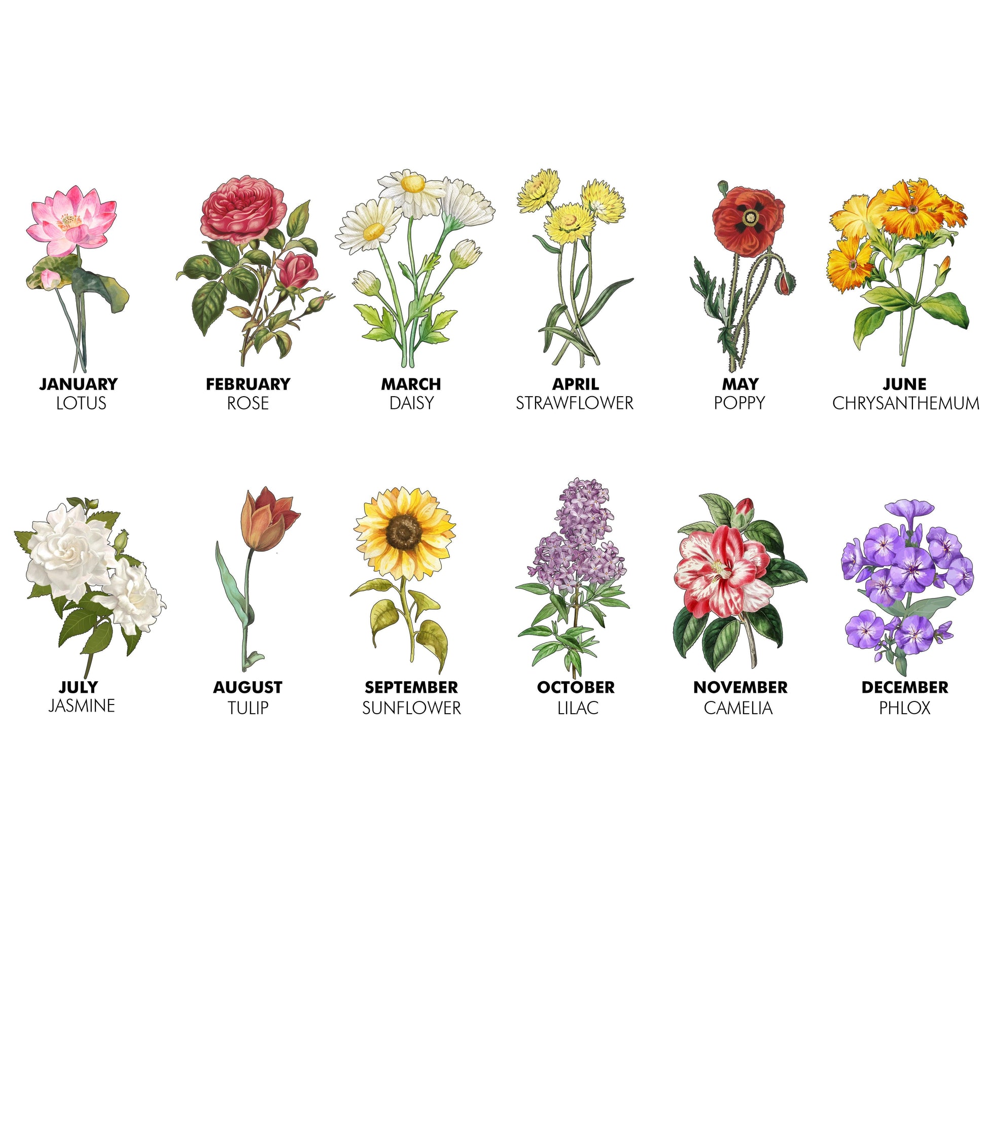 birth month house plants Plant Pot - Birth Month Flowers Pot